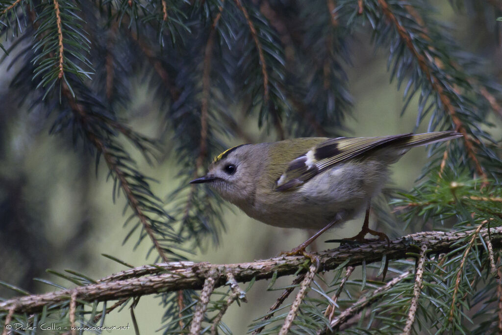 Roitelet huppéadulte, identification