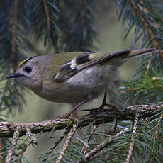 Goldcrest