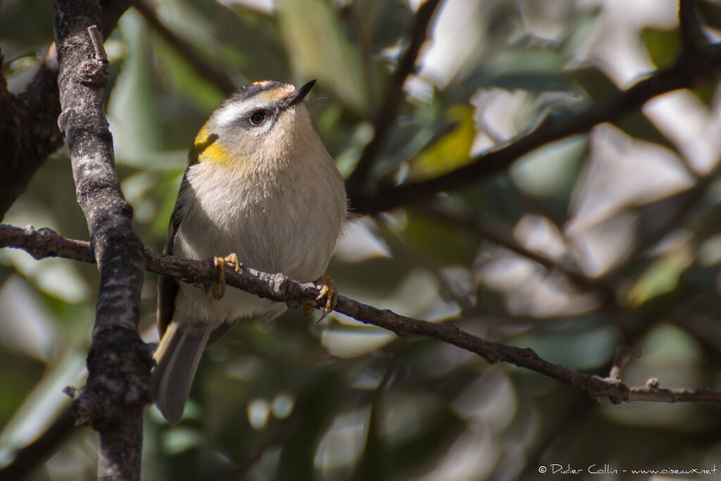 Common Firecrestadult