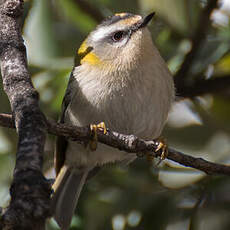 Common Firecrest