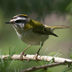 Common Firecrest