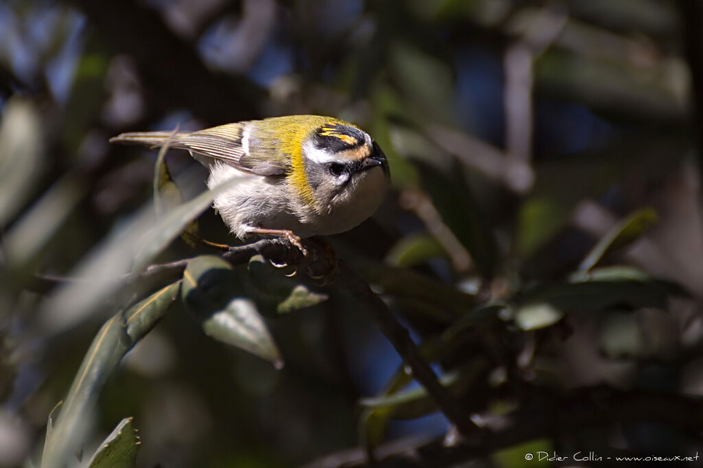 Common Firecrestadult, identification