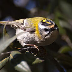 Common Firecrest