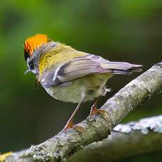 Common Firecrest