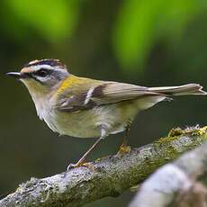 Common Firecrest