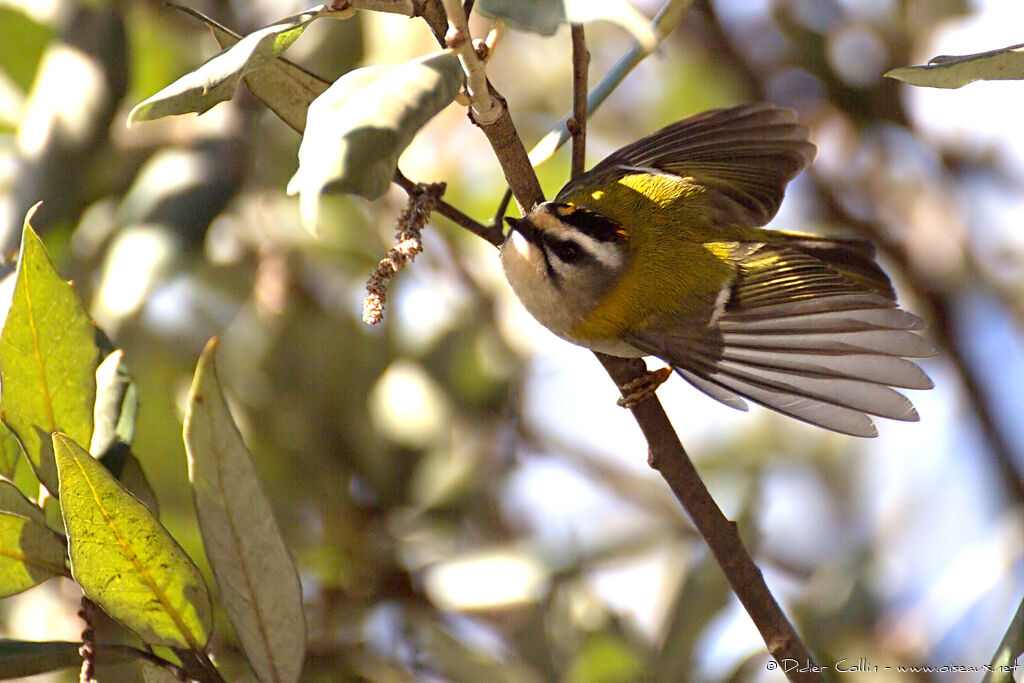 Common Firecrestadult, identification, aspect, Flight