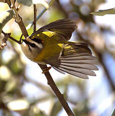 Common Firecrest