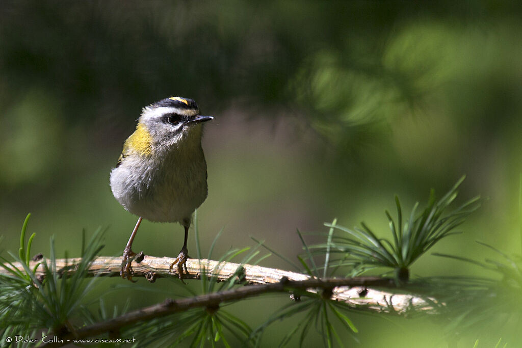 Common Firecrest