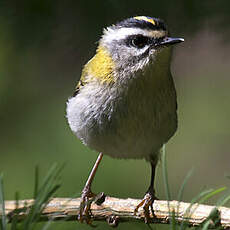 Common Firecrest