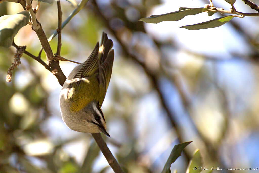 Common Firecrestadult