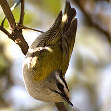 Common Firecrest