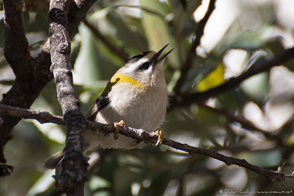 Common Firecrestadult, song