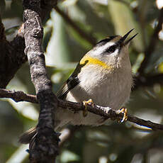 Common Firecrest