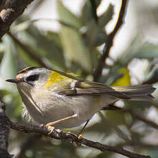 Common Firecrest