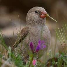 Trumpeter Finch