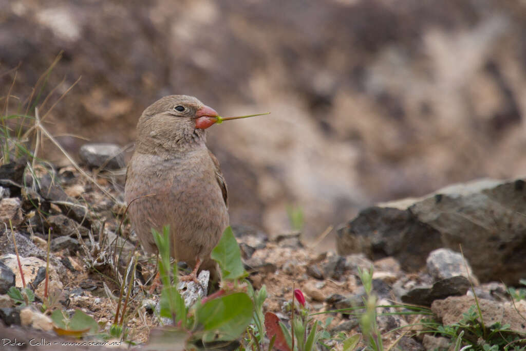 Trumpeter Finch male adult, pigmentation, eats