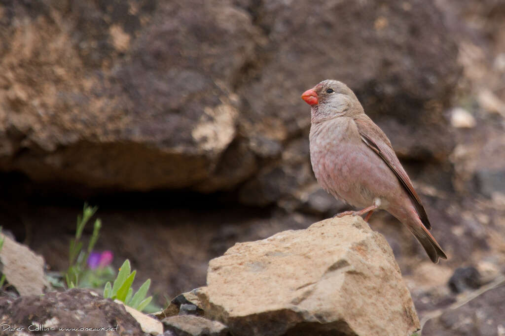 Roselin githagineadulte, identification