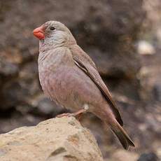 Trumpeter Finch