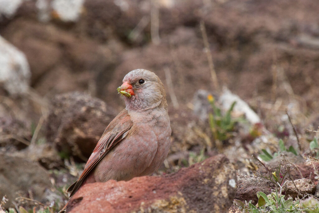 Trumpeter Finch, feeding habits