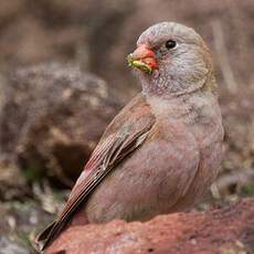 Trumpeter Finch