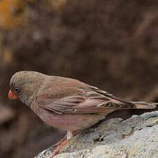 Trumpeter Finch