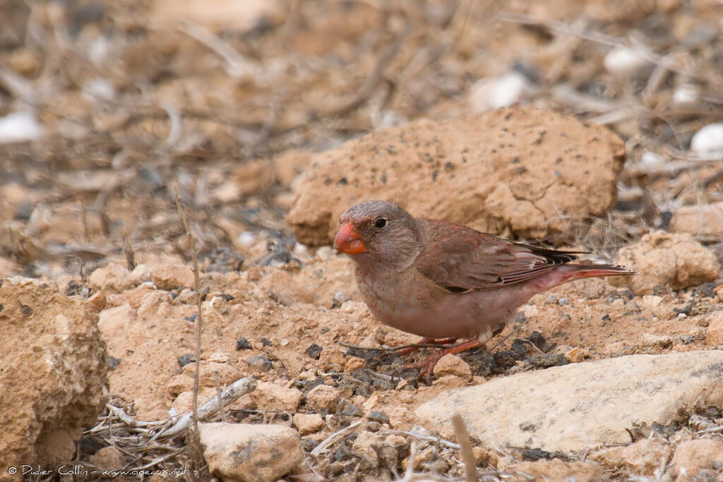 Roselin githagineadulte, identification