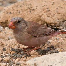 Trumpeter Finch