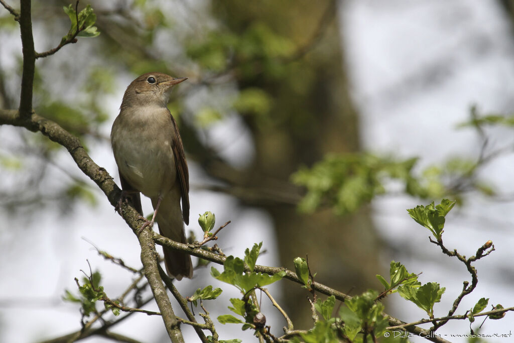 Common Nightingaleadult, identification