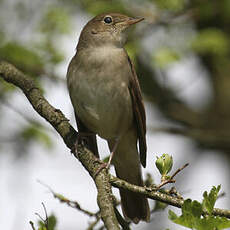 Common Nightingale