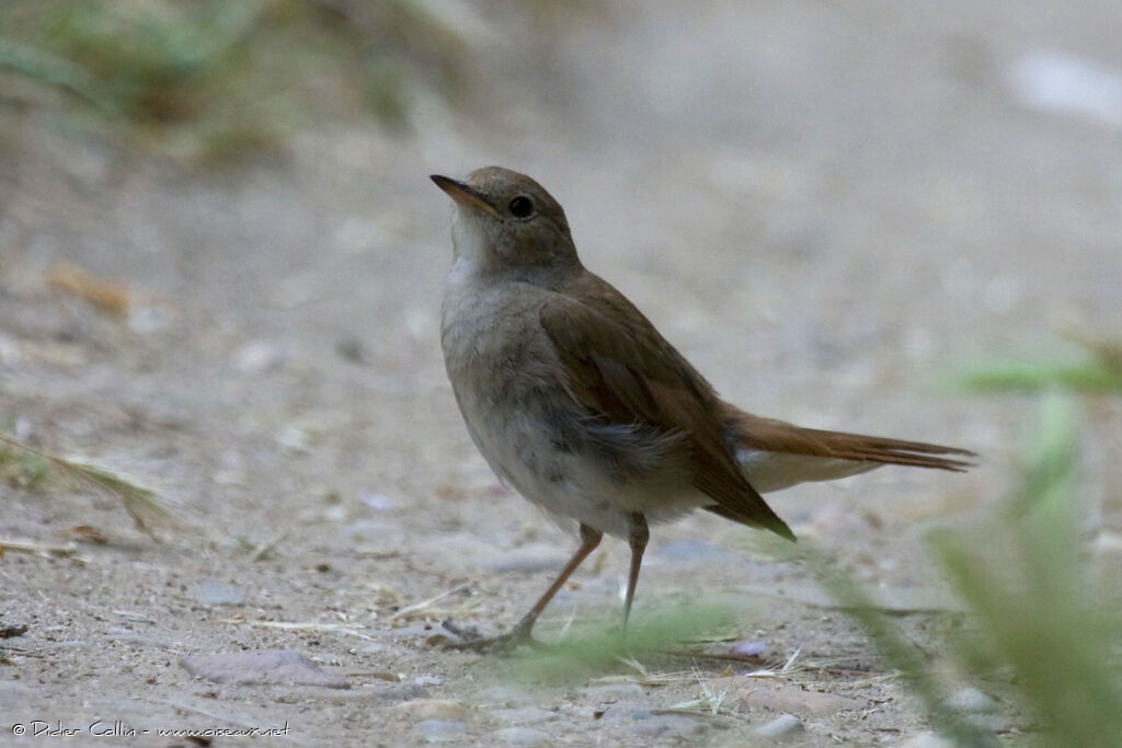 Common Nightingaleadult