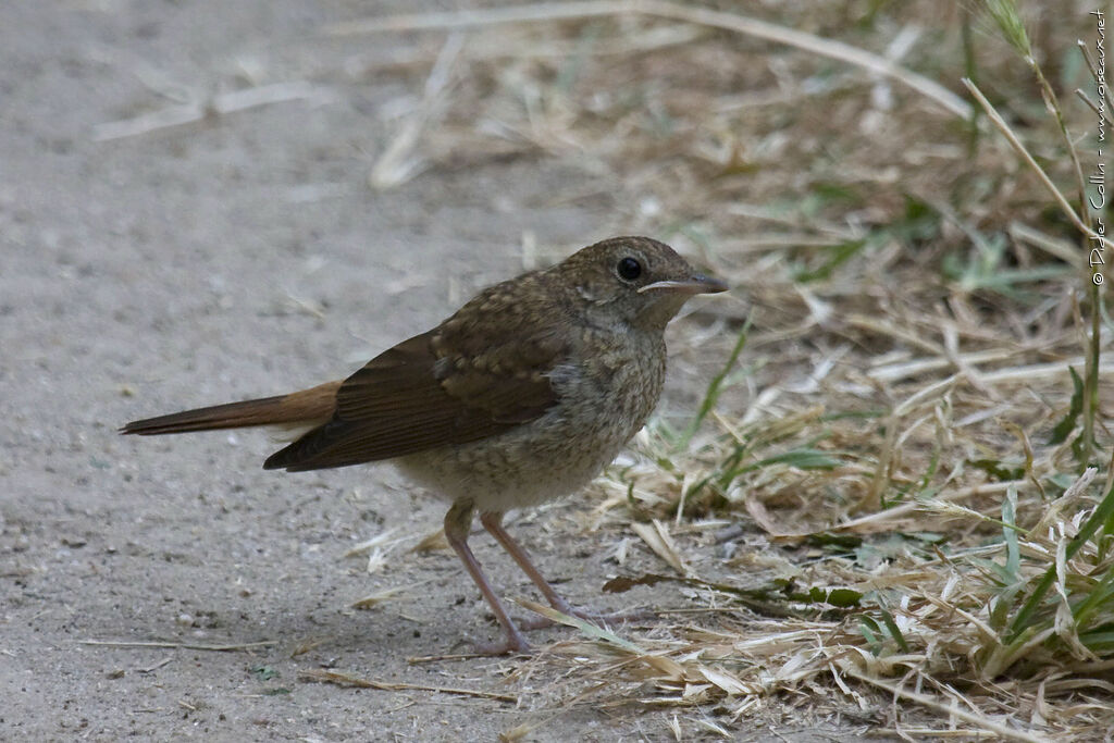 Common Nightingalejuvenile