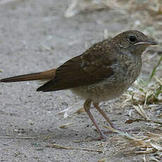 Common Nightingale