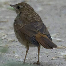 Common Nightingale