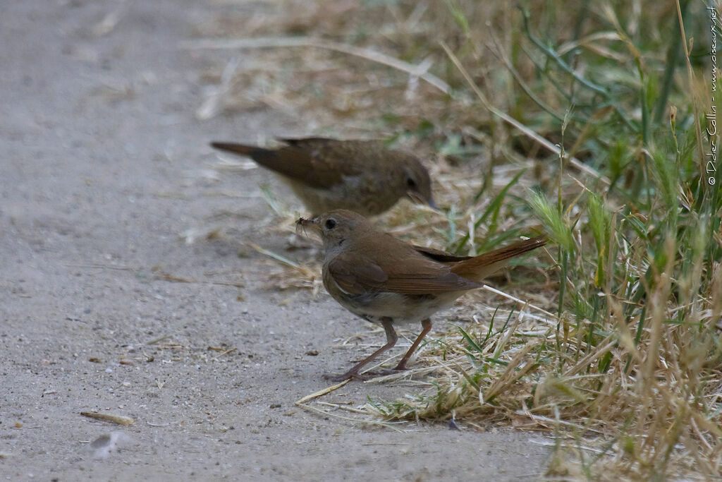 Common Nightingale