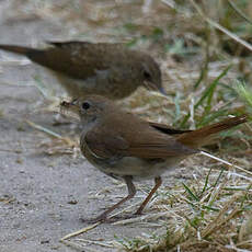 Common Nightingale