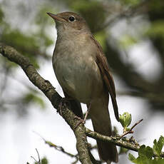 Common Nightingale