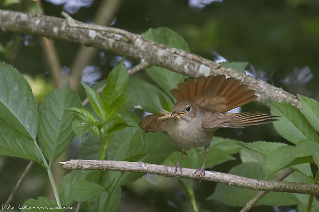 Common Nightingaleadult, feeding habits