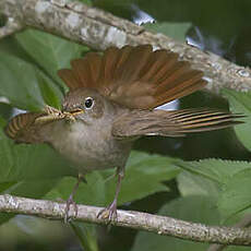 Common Nightingale