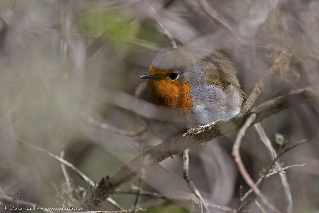 Tenerife Robin