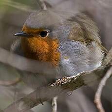 European Robin (superbus)