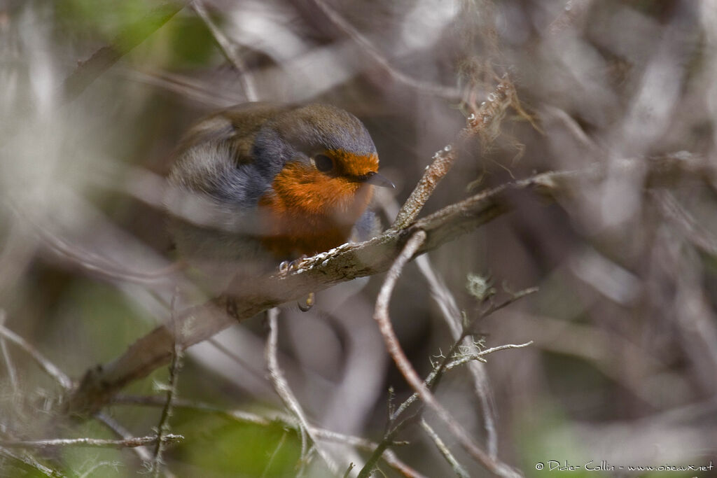 Tenerife Robin