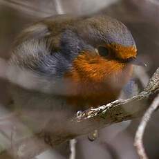 Tenerife Robin