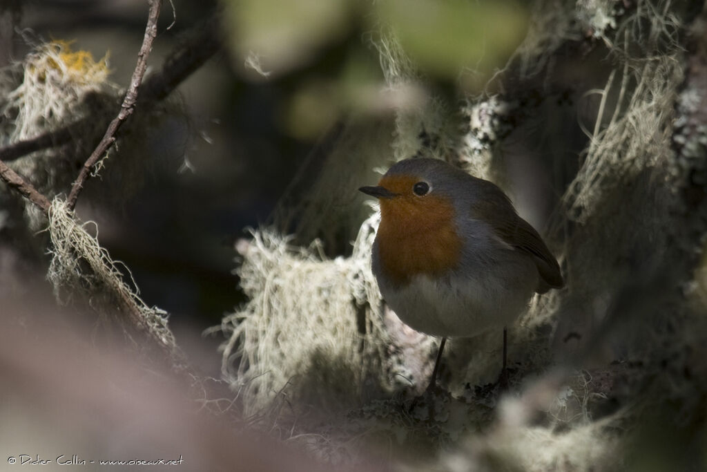 Tenerife Robin, identification