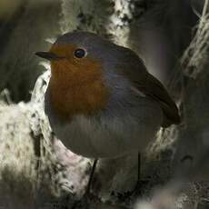 European Robin (superbus)