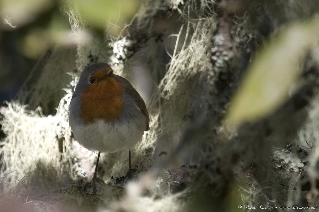 European Robin (superbus), identification