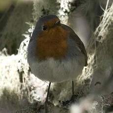 European Robin (superbus)