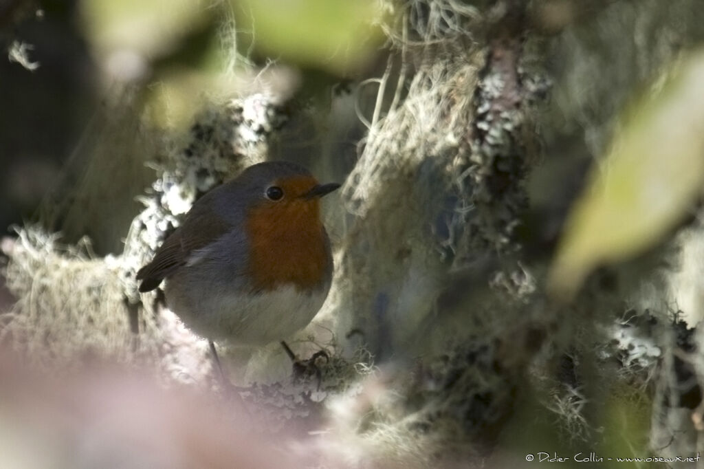 Tenerife Robin, identification