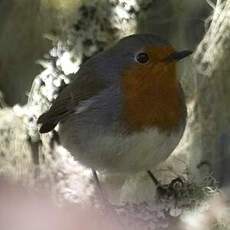 European Robin (superbus)