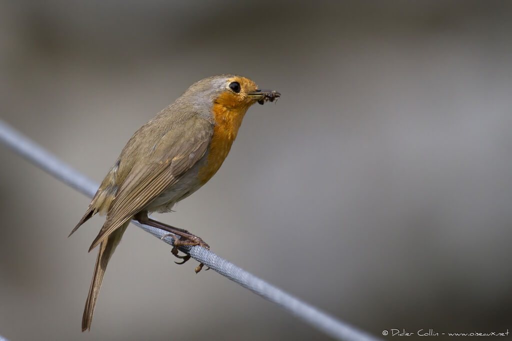 European Robinadult