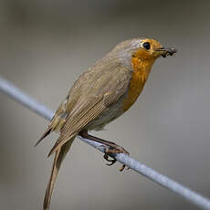 European Robin